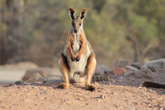 Yellow footed rock wallaby